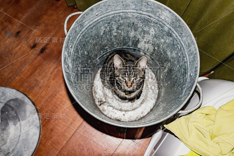 年轻的虎斑猫坐在空的垃圾桶。