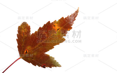秋天的枫叶