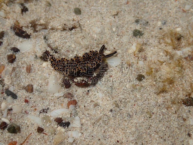 浅水区的裸鳃三角鱼