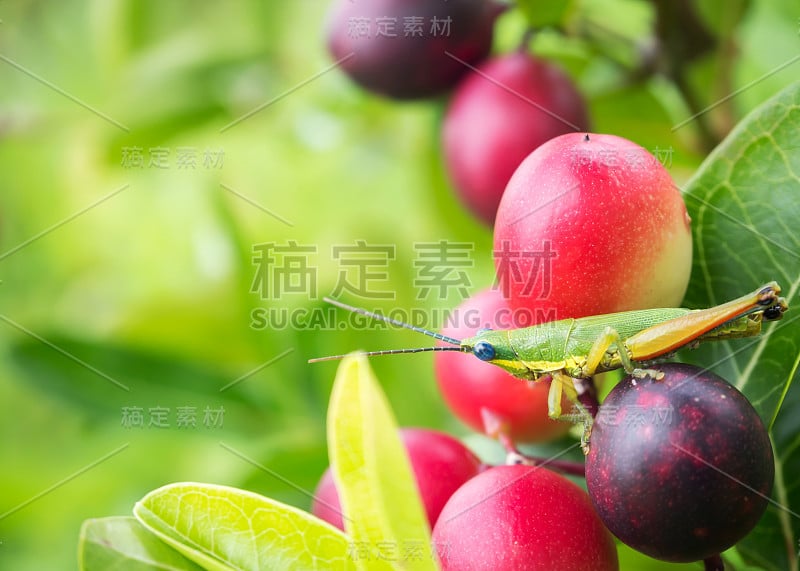 蚱蜢在粉红色的浆果水果。自然背景与复制空间。放松舒适的感觉。