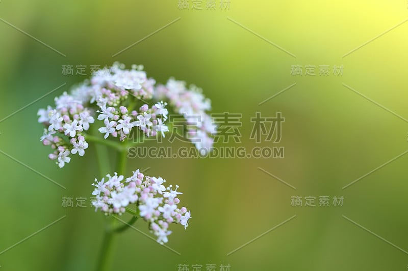 缬草花特写在绿色模糊的背景。有用的药用植物。替代医学