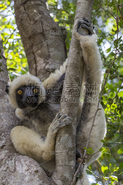 好奇Sifaka