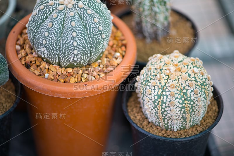 星形植物asterias“超级卡布托”花盆仙人掌