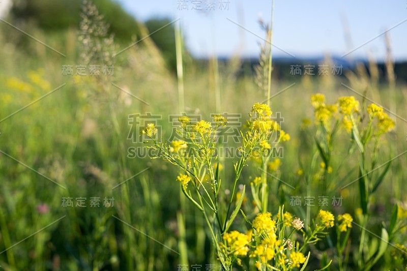 草地上的花。