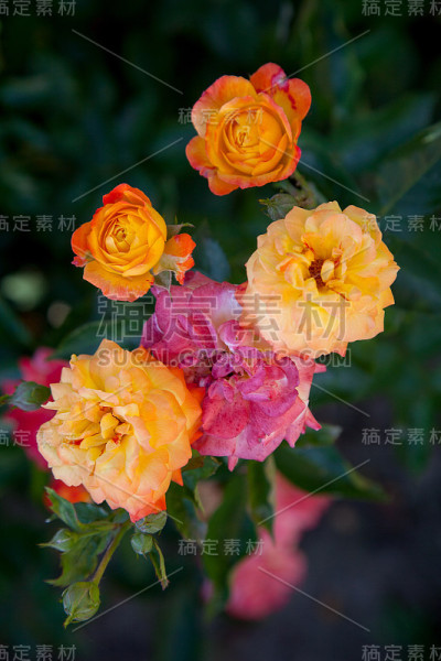 美丽的玫瑰丛生长在花园里
