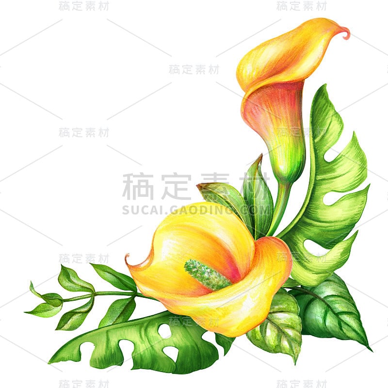 水彩植物插图，野生黄色的热带花，丛林绿色的叶子，马蹄莲花的角落装饰，孤立在白色的背景