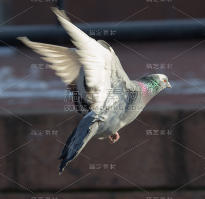 鸽子在城市里飞翔