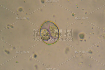 从拉布拉多猎犬幼犬感染样本中分离的艾美耳菌/等孢子菌卵囊