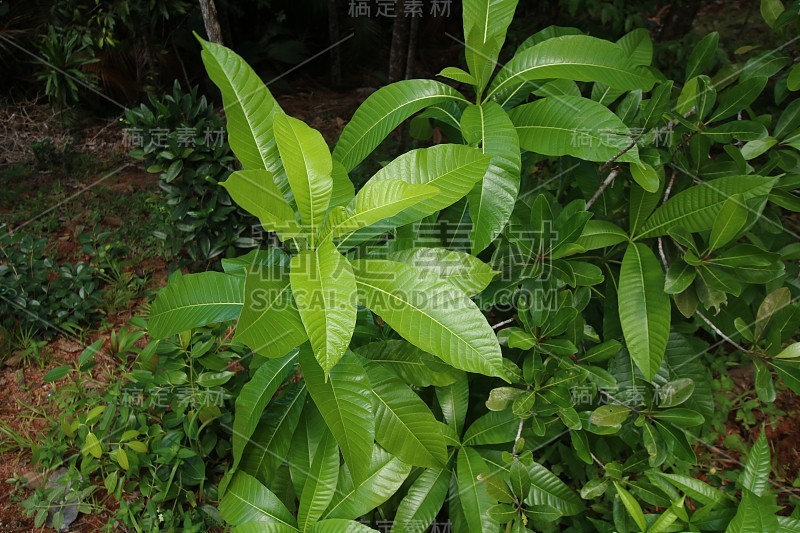 植物在Vallée de Mai自然保护区，Praslin岛，印度洋，非洲塞舌尔