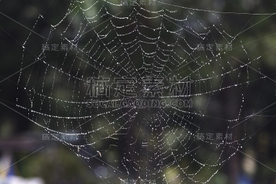 大自然中的蜘蛛网。