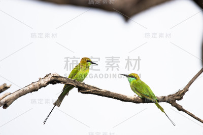 绿色的食蜂鸟