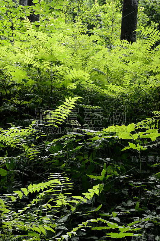 森林里有绿色植物