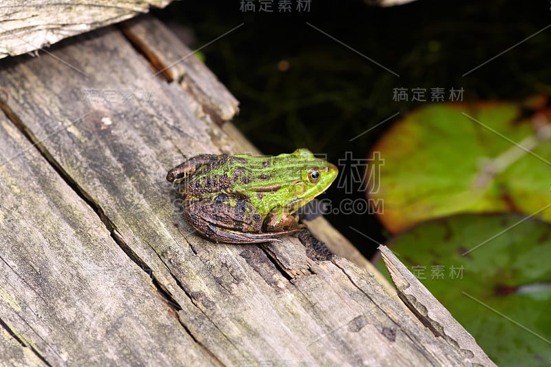 池塘边的池塘蛙