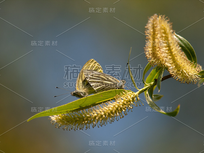 两只常见的蓝蝴蝶，伊卡洛斯，在春天柳枝上交配