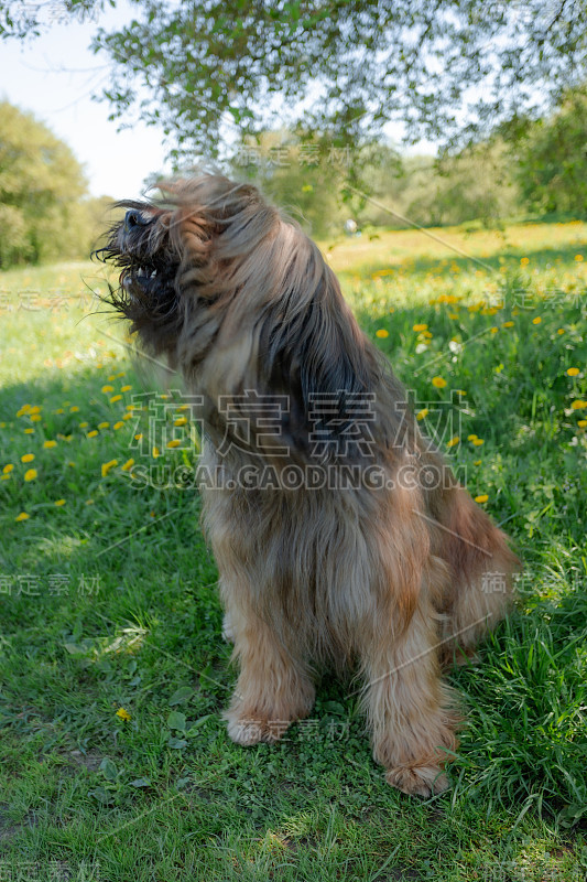 一只红色的牧羊犬，荆棘正在春天的草地上玩耍。