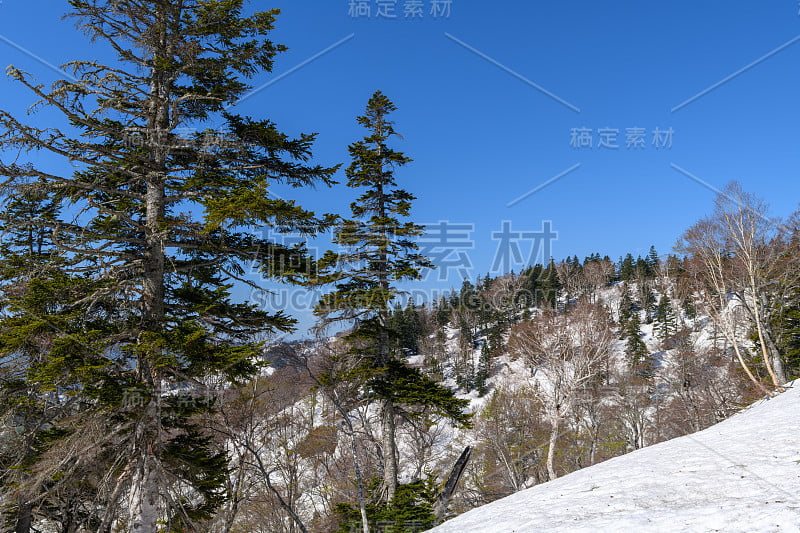 艾祖寇马玉山的额尔马斯山桦和马瑞斯山冷杉