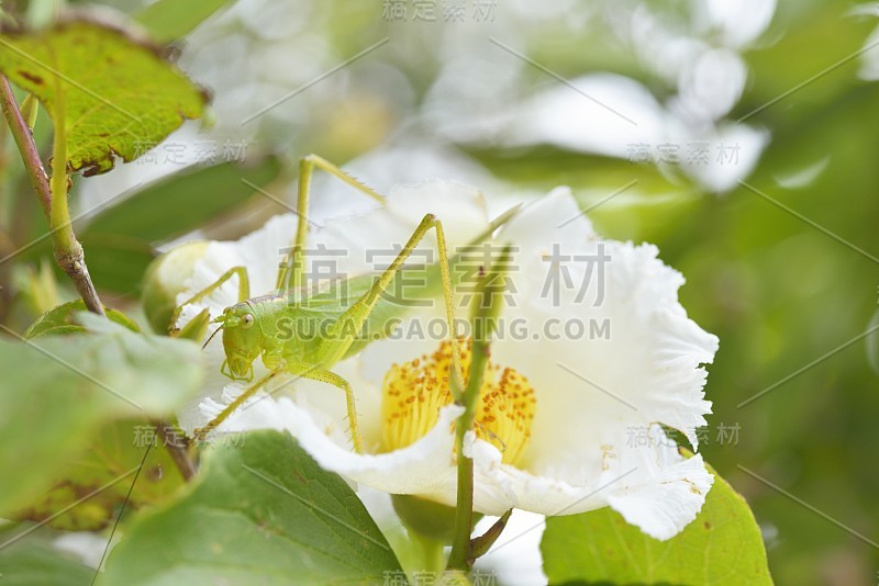 亚布基里 （泰蒂戈尼亚东方） 关于日本斯图尔特亚 （斯特瓦特亚伪卡梅利亚） 花