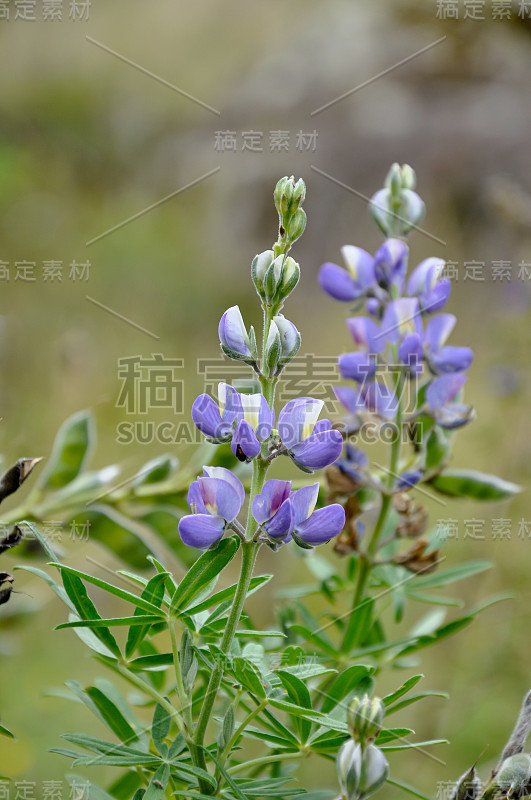 来自厄瓜多尔高地的野生露皮尼犬