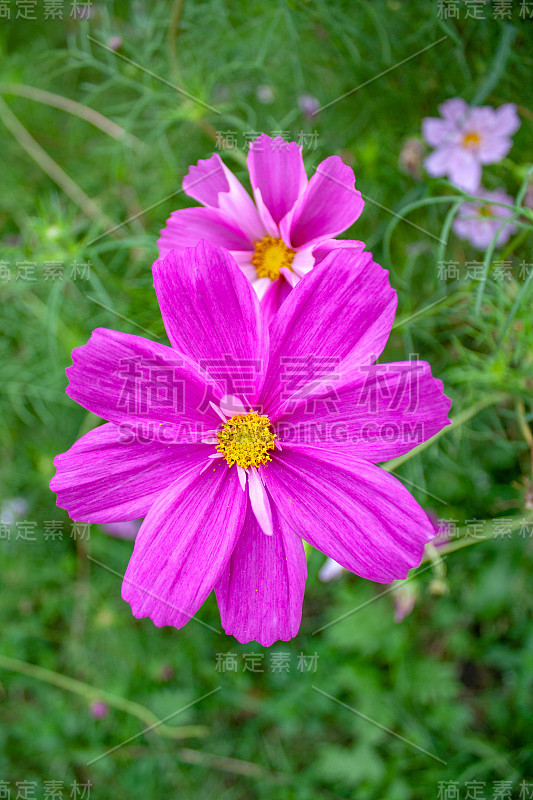 花园宇宙花生长在后院的背景。