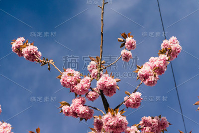 樱花