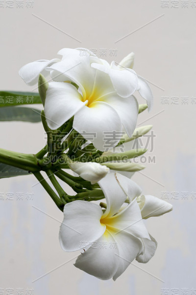 白色的兰花