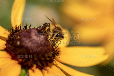 植物上昆虫的微距摄影
