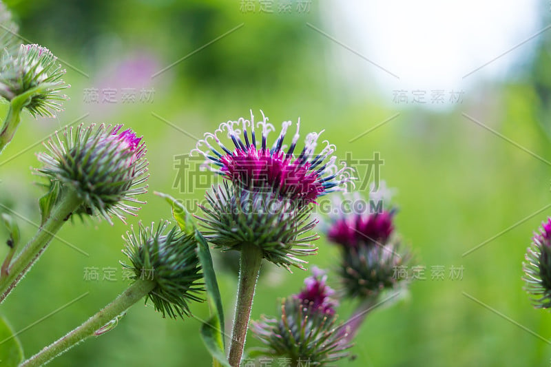 龙牙草花宏