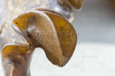 植物电波