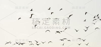 冬天，一群大雁在自然公园的天空中列队飞翔