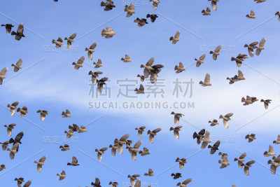 一群飞翔的黑鸟