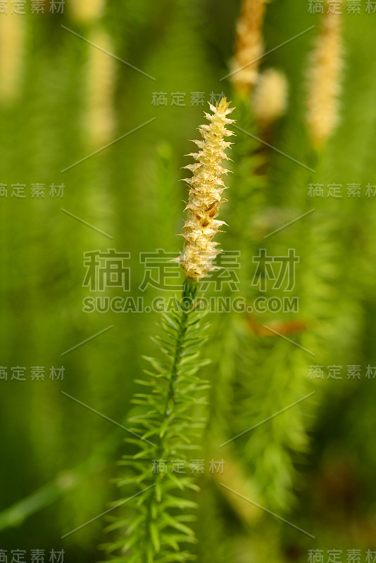 石杉，冷杉苔，在森林中的药用植物，治疗阿尔茨海默病