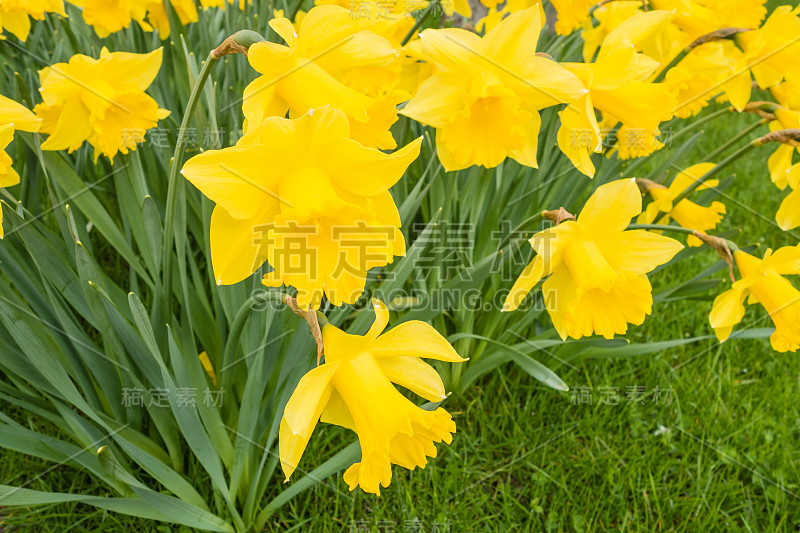 水仙花特写春天