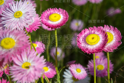 澳大利亚的野花-纸雏菊