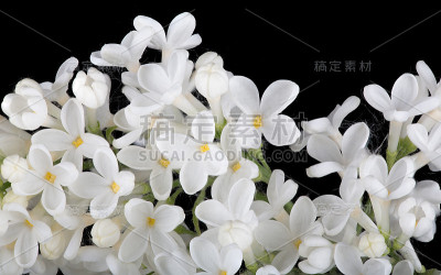 纯白色孤立的黑色丁香大花