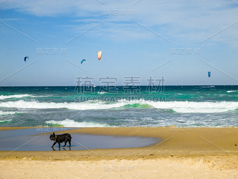 狗看风筝冲浪在海滩与蓝天