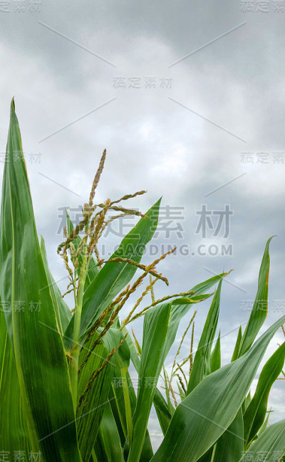 玉米田上乌云密布。