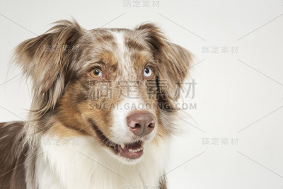 澳大利亚谢泼德