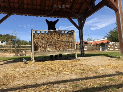 快乐的动物