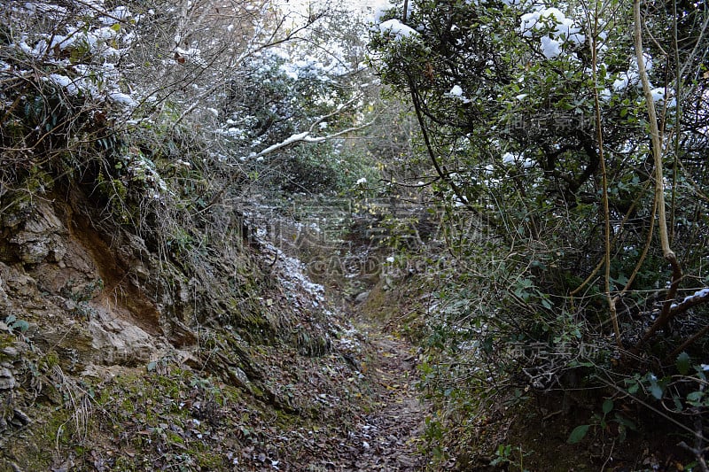 马其顿的性质。石竹(石竹)山地森林