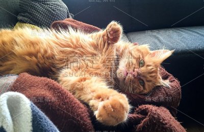 红缅因猫在房子周围瑟瑟发抖