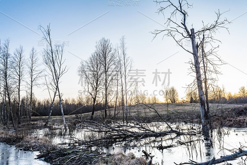 森林沼泽地的干草和死的倒下的树，蓝色的水覆盖着薄透明的冰，野生动物在初春日落后