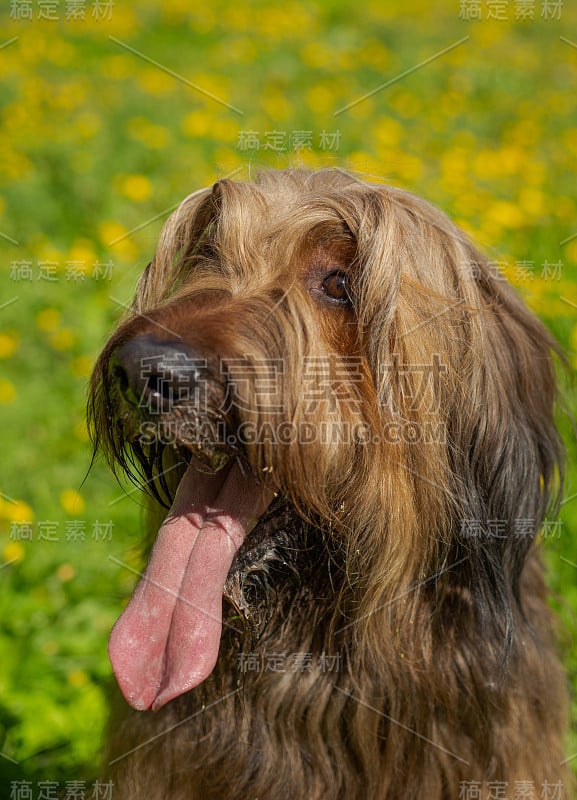 一只红色的牧羊犬，荆棘正在春天的草地上玩耍。