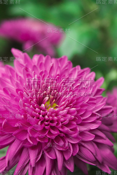 红色的菊花