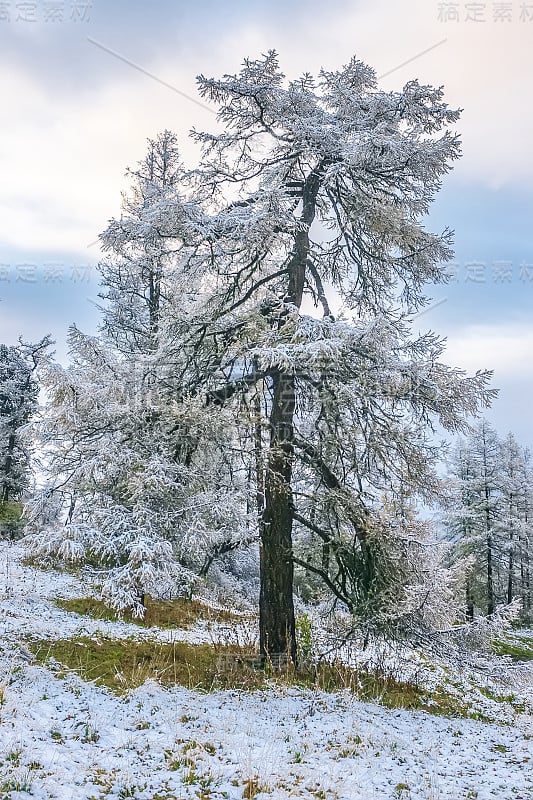 山口的雪