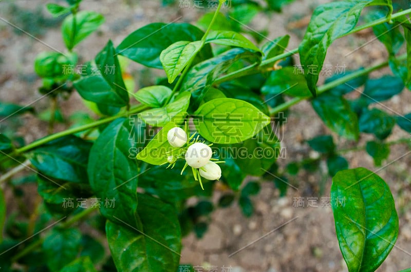 阿拉伯茉莉花，茉莉花茶花