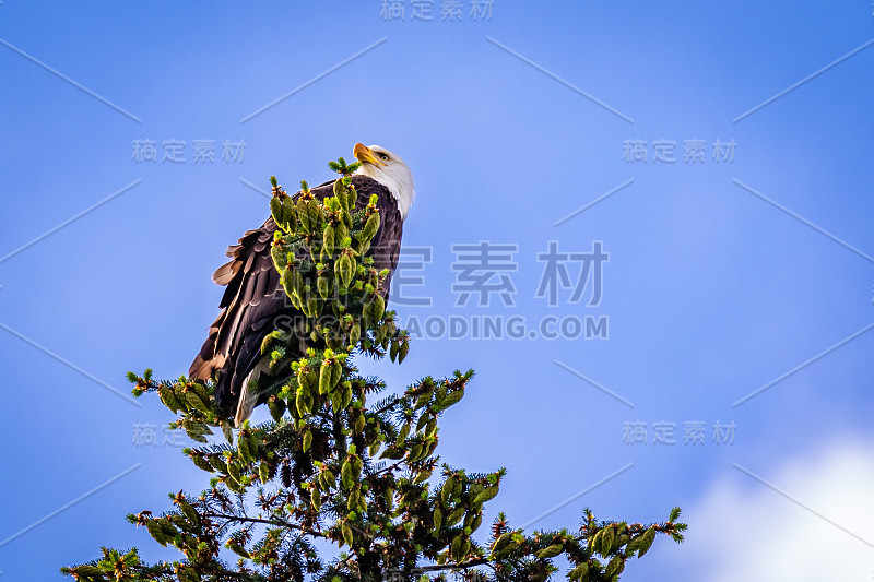 秃鹰栖息在树顶