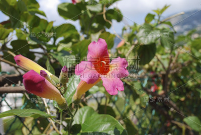 野蔷薇(野蔷薇科)粉红色花朵开放。