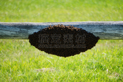 群蜜蜂