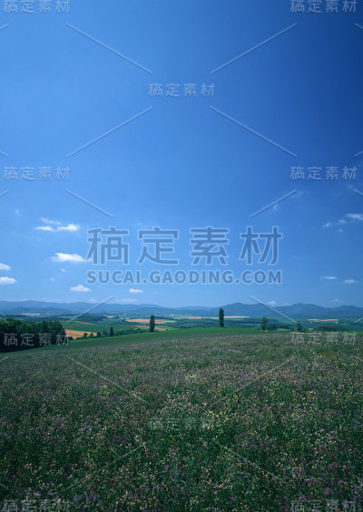 场