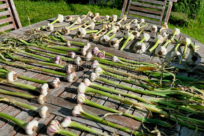 大蒜鳞茎干燥